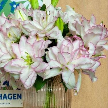 Anouska Roselily Double Lily